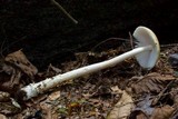 Amanita amerifulva image