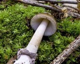 Amanita borealisorora image
