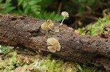 Simocybe haustellaris image