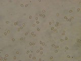 Simocybe haustellaris image