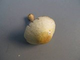 Agaricus auricolor image
