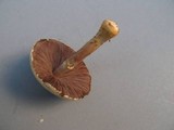 Agaricus auricolor image