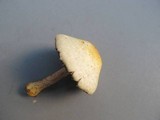Agaricus auricolor image