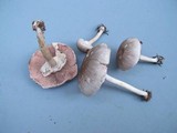 Agaricus pocillator image