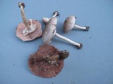 Agaricus pocillator image