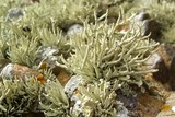 Niebla procera image