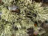 Niebla procera image