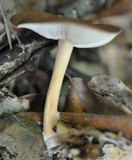 Rhodocollybia butyracea image