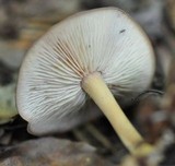 Rhodocollybia butyracea image