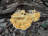 Laetiporus cincinnatus image
