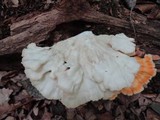 Laetiporus cincinnatus image