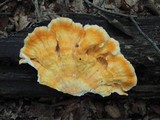 Laetiporus cincinnatus image