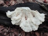Laetiporus cincinnatus image