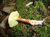 Boletus chrysenteron image