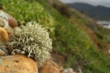 Niebla ceruchoides image