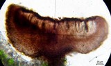 Dactylospora parasitica image