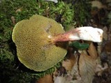 Boletus chrysenteron image