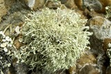 Niebla ceruchoides image