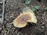 Tapinella atrotomentosa image