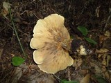 Tapinella atrotomentosa image