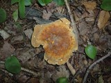 Tapinella atrotomentosa image