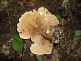 Tapinella atrotomentosa image