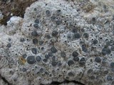 Diploschistes diacapsis image