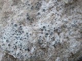 Diploschistes diacapsis image