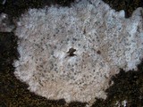 Diploschistes diacapsis image