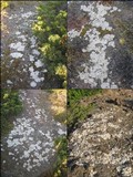 Diploschistes diacapsis image