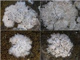 Diploschistes diacapsis image