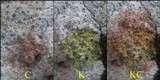 Diploschistes diacapsis image