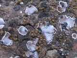 Psora decipiens image