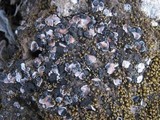 Psora decipiens image