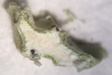 Niebla polymorpha image