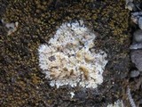Fulgensia fulgens image
