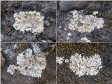 Fulgensia fulgens image