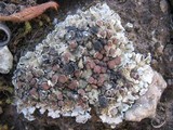Squamarina cartilaginea var. cartilaginea image
