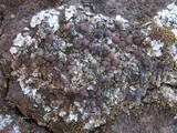Squamarina cartilaginea var. cartilaginea image