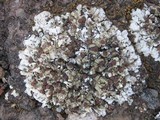 Squamarina cartilaginea var. cartilaginea image