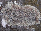 Squamarina cartilaginea var. cartilaginea image
