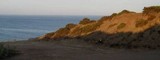 Squamarina cartilaginea var. cartilaginea image