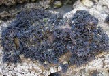 Lichina pygmaea image