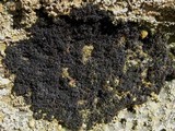 Lichina pygmaea image