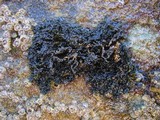 Lichina pygmaea image