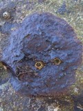 Verrucaria mucosa image