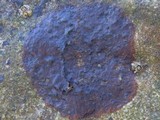 Verrucaria mucosa image