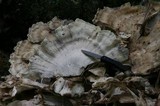 Meripilus sumstinei image