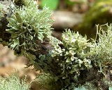 Ramalina americana image