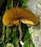 Bolbitius viscosus image